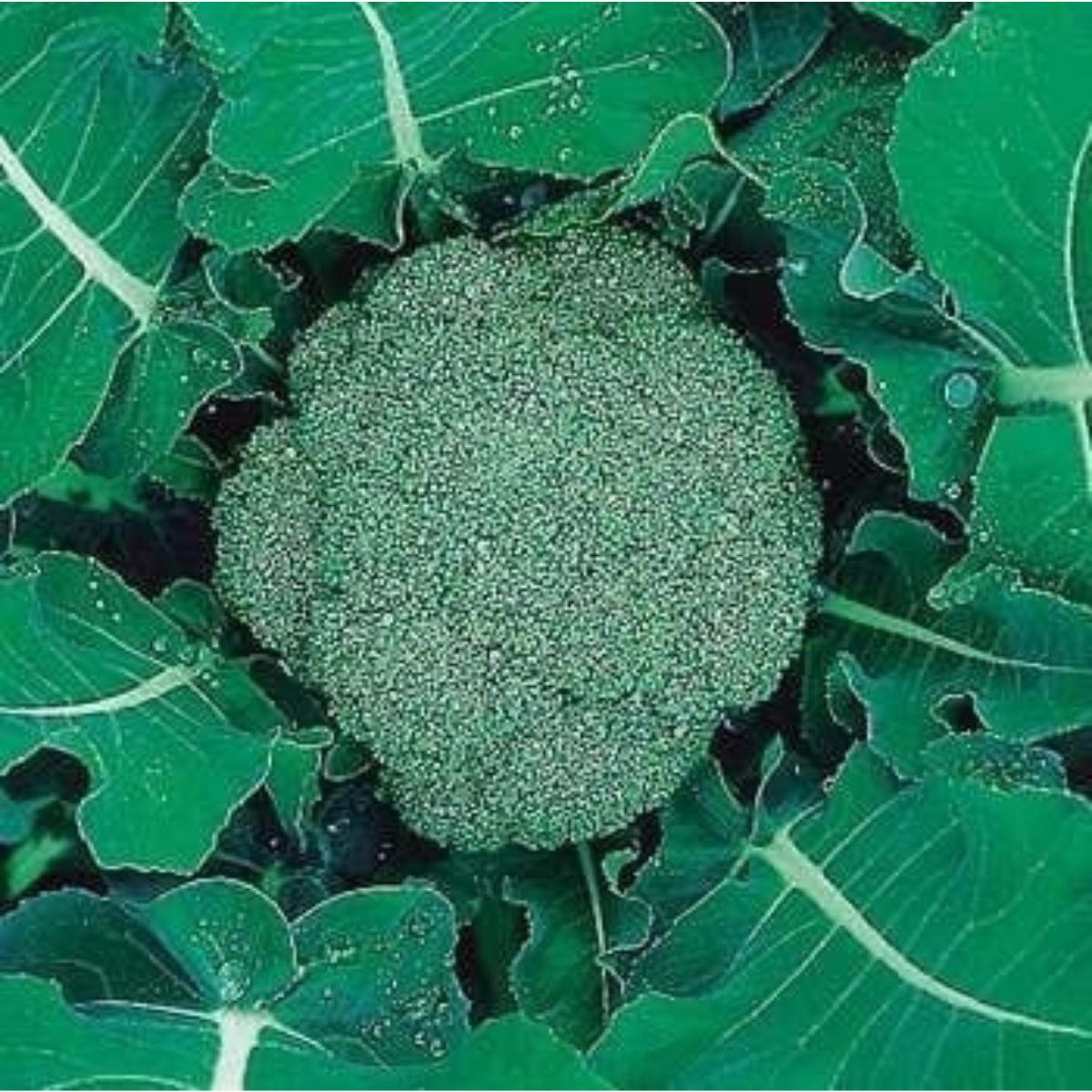 Seminte de legume profesionale - Seminte de broccoli Agapia F1, 50 seminte, Hektar, hectarul.ro