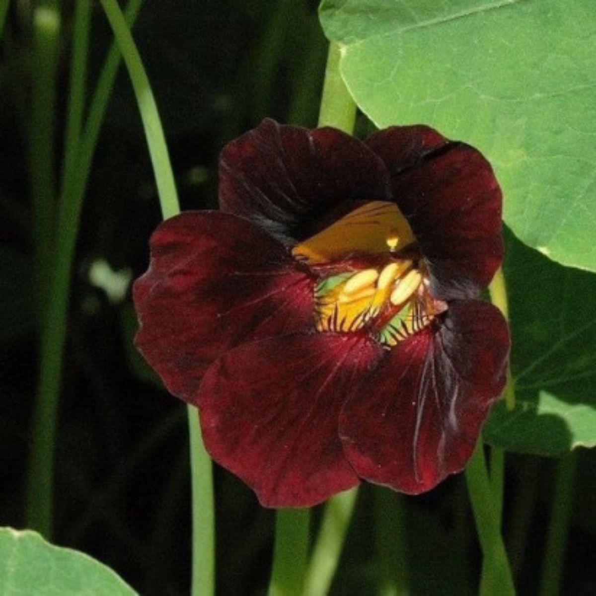 Seminte flori - Seminte de Condurul Doamnei Black Velvet, 2 grame OPAL, hectarul.ro