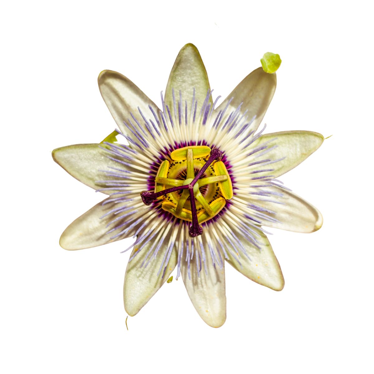 Seminte flori - Seminte de floarea pasiunii (Passiflora), 0.33 grame, hectarul.ro