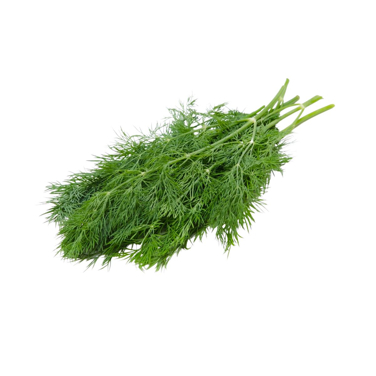 Seminte de legume HOBBY - Seminte de marar comun, 50 grame, hectarul.ro