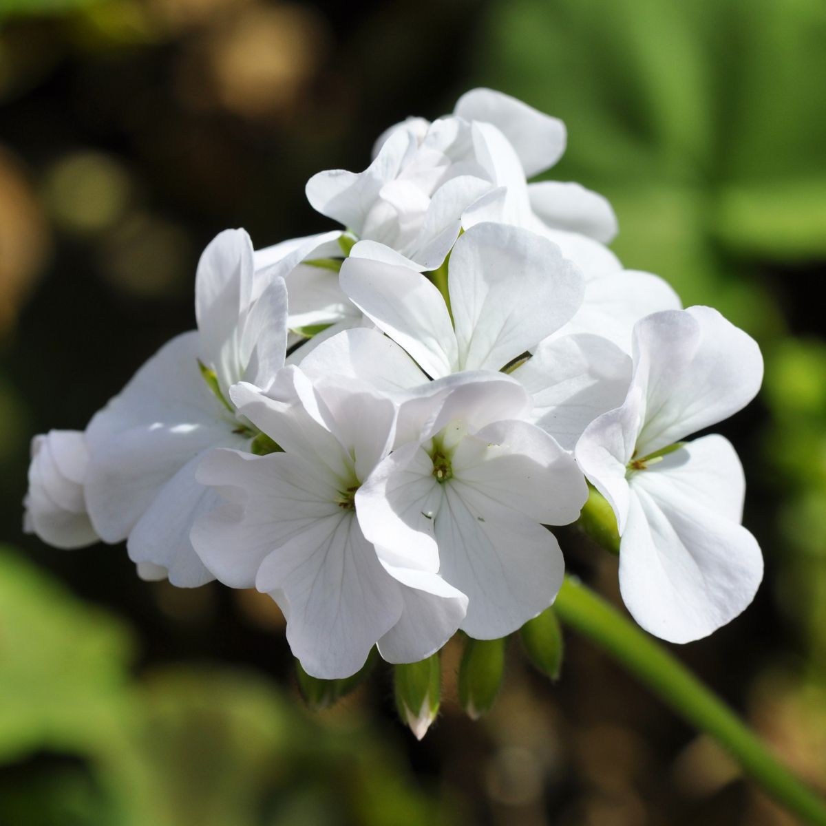 Seminte flori - Seminte de Muscata alba, 0,1 grame OPAL, hectarul.ro