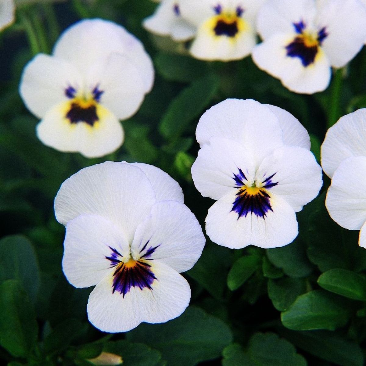 Seminte flori - Seminte de Panselute albe, 0,2 grame OPAL, hectarul.ro
