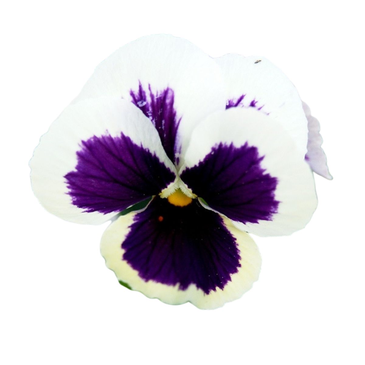 Seminte flori - Seminte de panselute albe, 0.15 grame, hectarul.ro