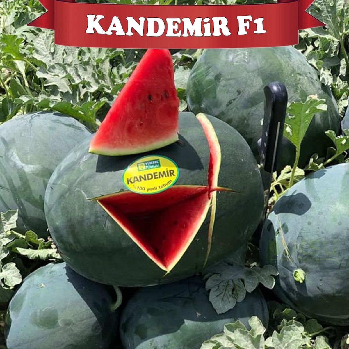Pepene - Seminte de pepene verde KANDEMIR F1, 1000 seminte, YUKSEL, hectarul.ro