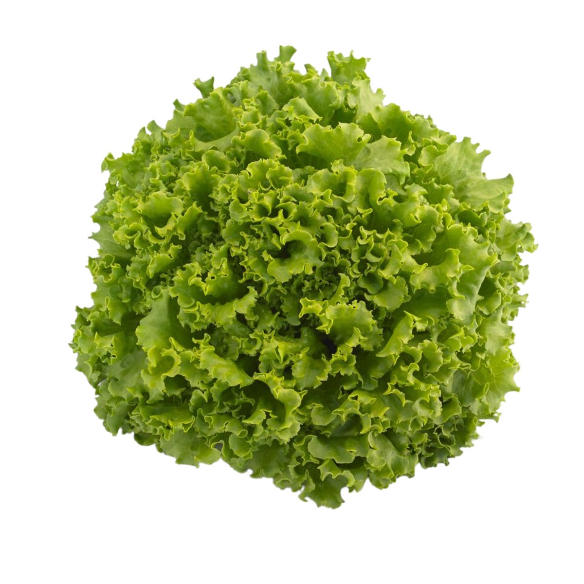 Salata Verde - Seminte de salata verde Oleole DRAJAT, 5000 seminte SYNGENTA, hectarul.ro