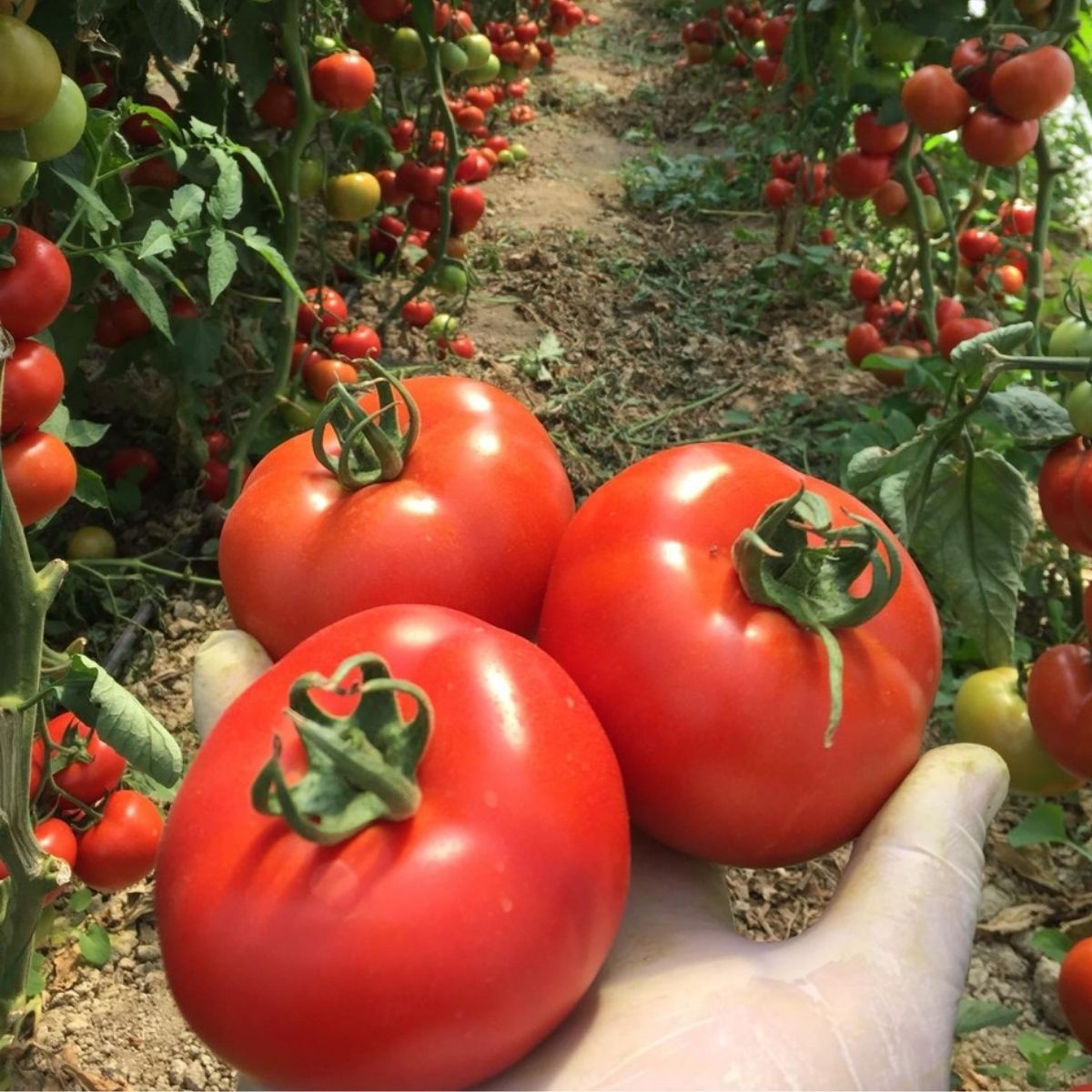 Tomate - Seminte de tomate ANTALYA RN F1, 1000 seminte, YUKSEL, hectarul.ro