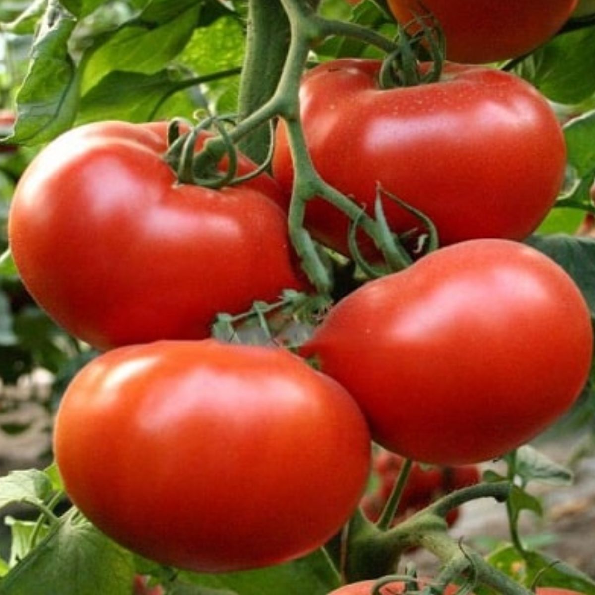 Tomate - Seminte de tomate Axiom F1, 500 seminte NUNHEMS, hectarul.ro