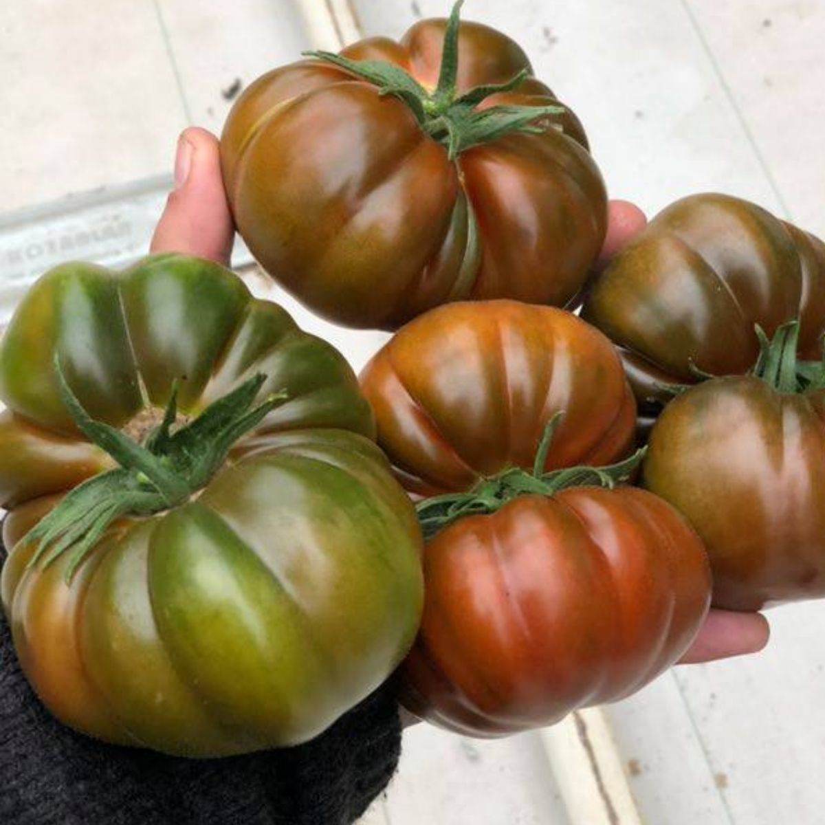 Tomate - Seminte de tomate BOCAMEGRA F1, 100 seminte, YUKSEL, hectarul.ro