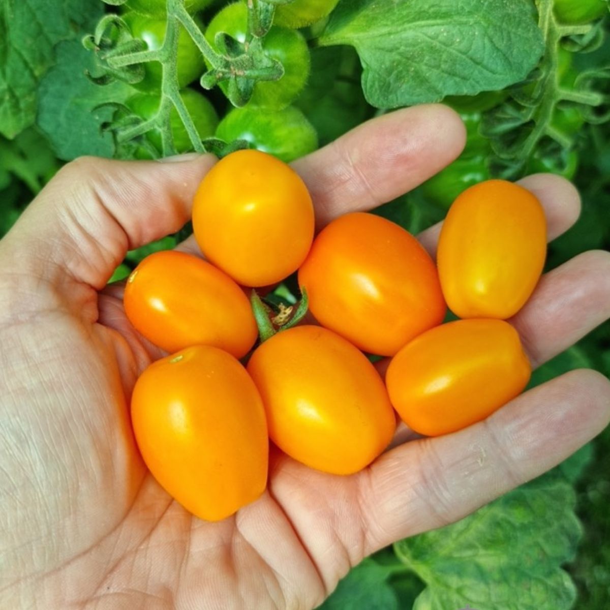 Tomate - Seminte de tomate CHICK F1, 100 seminte, YUKSEL, hectarul.ro