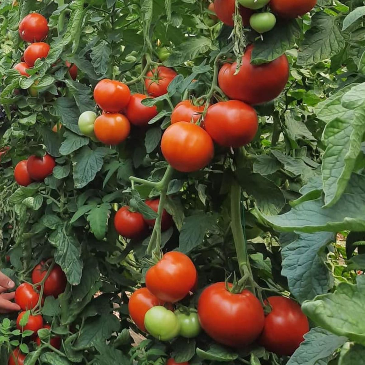 Tomate - Seminte de tomate Diagramma F1, 500 seminte NUNHEMS, hectarul.ro