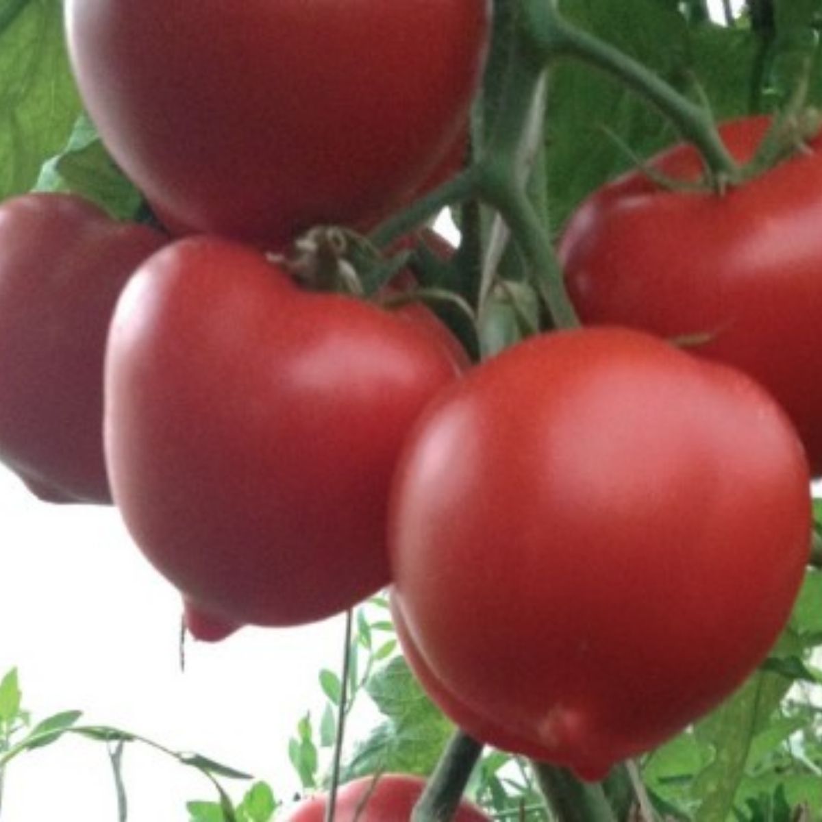 Tomate - Seminte de tomate GIRAFFE (EKIN) F1, 1000 seminte, YUKSEL, hectarul.ro