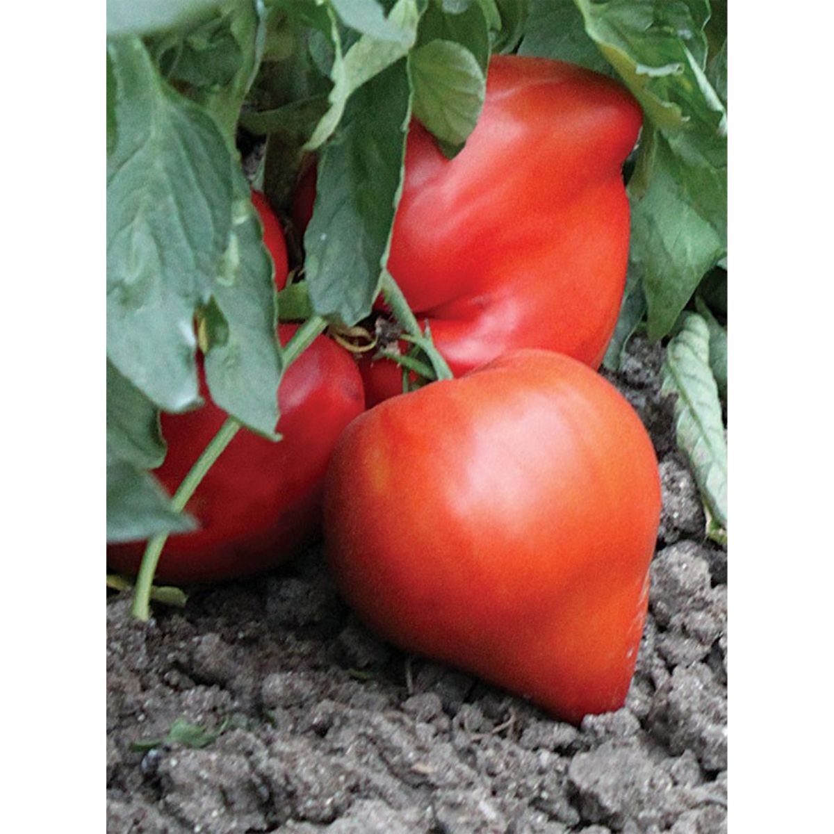 Tomate - Seminte de tomate Lacrima Fecioarei (Momini salzi), 0.2 grame FLORIAN, hectarul.ro