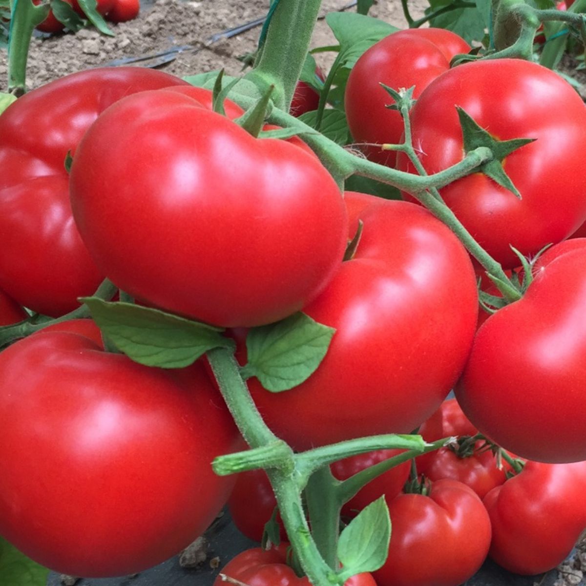 Tomate - Seminte de tomate Matissimo F1, 500 seminte, hectarul.ro