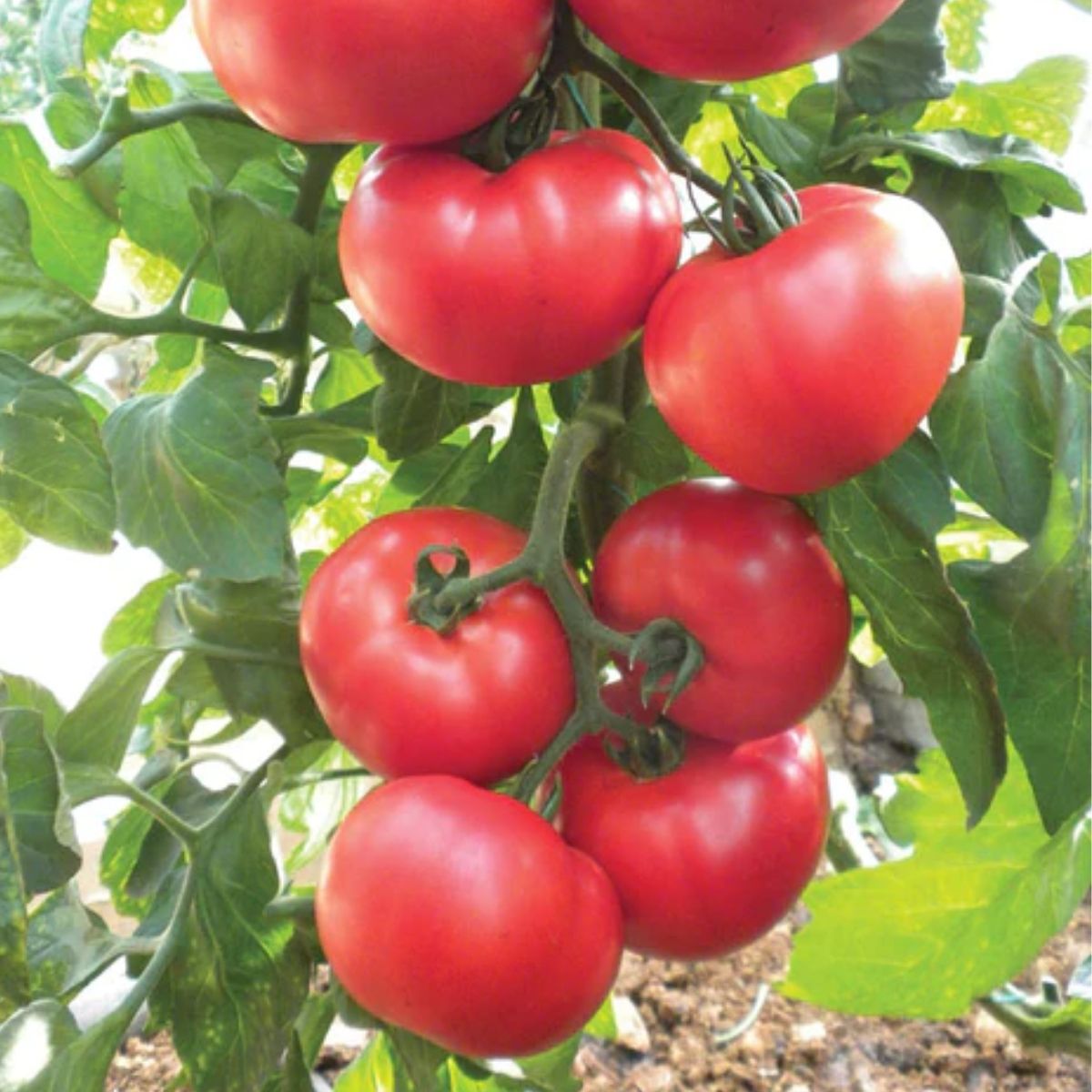 Tomate - Seminte de tomate NEMESIS F1, 1000 seminte, YUKSEL, hectarul.ro