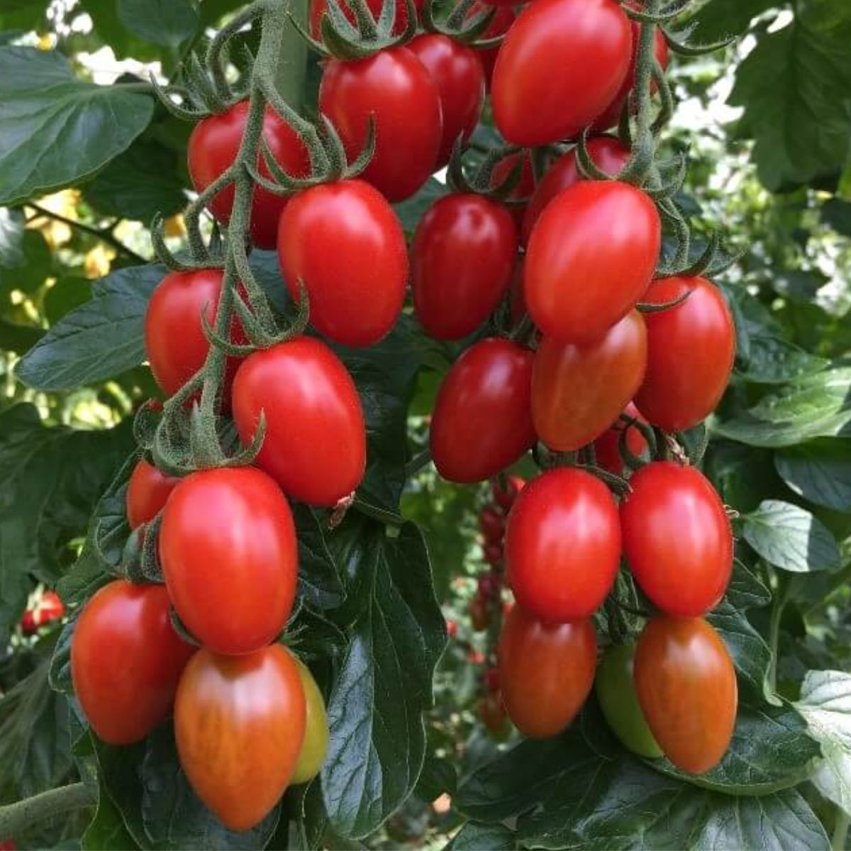 Tomate - Seminte de tomate NICOLETA F1, 100 seminte, YUKSEL, hectarul.ro