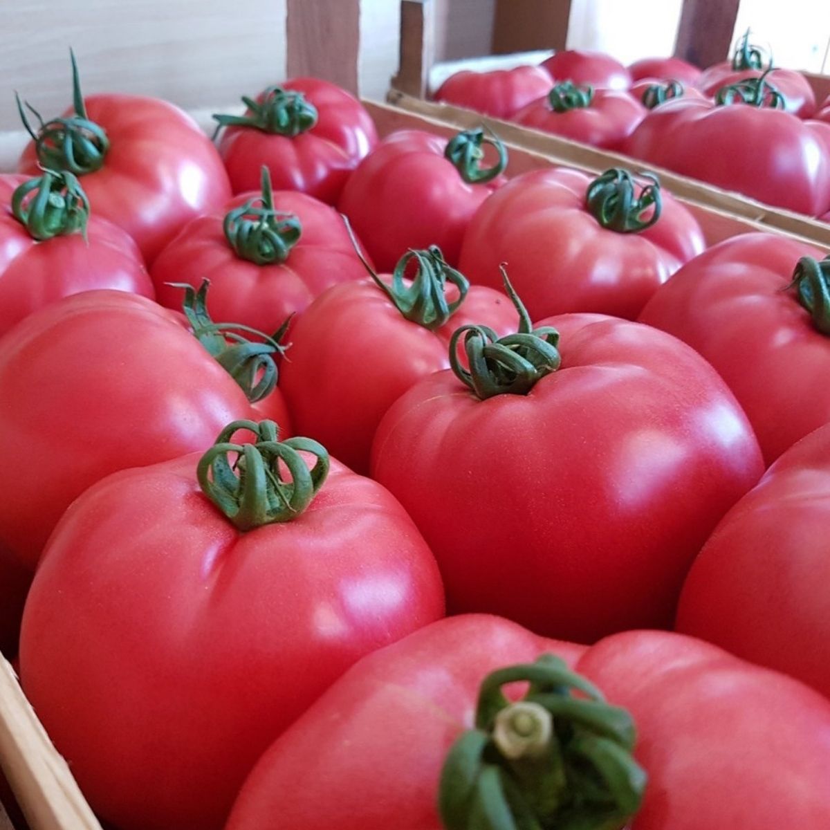 Tomate - Seminte de tomate PINK ROCK F1, 1000 seminte, YUKSEL, hectarul.ro
