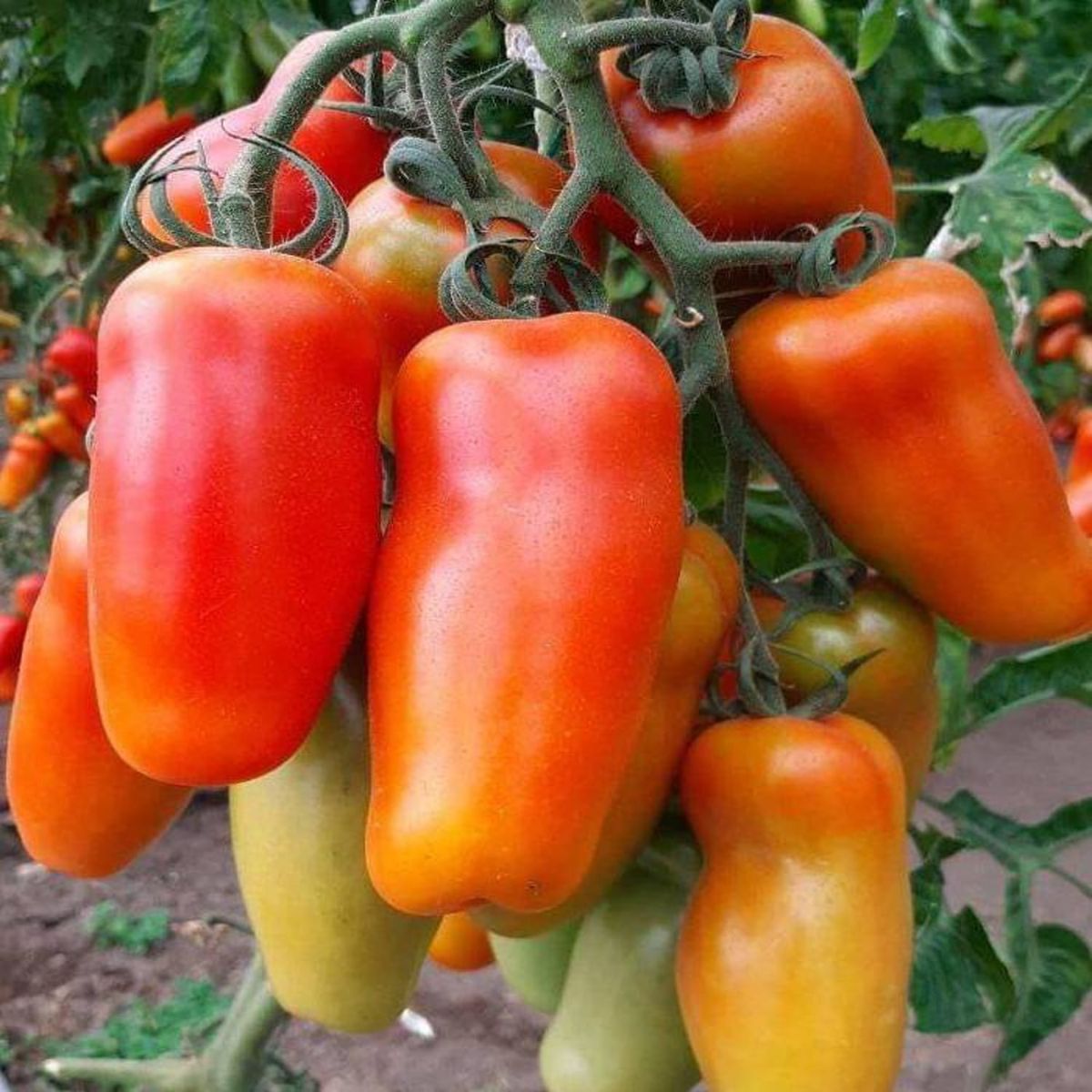 Tomate - Seminte de tomate Portento F1, 100 seminte, hectarul.ro
