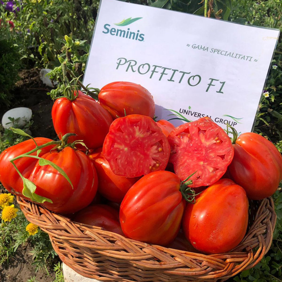Tomate - Seminte de tomate Profitto F1, 100 seminte, hectarul.ro