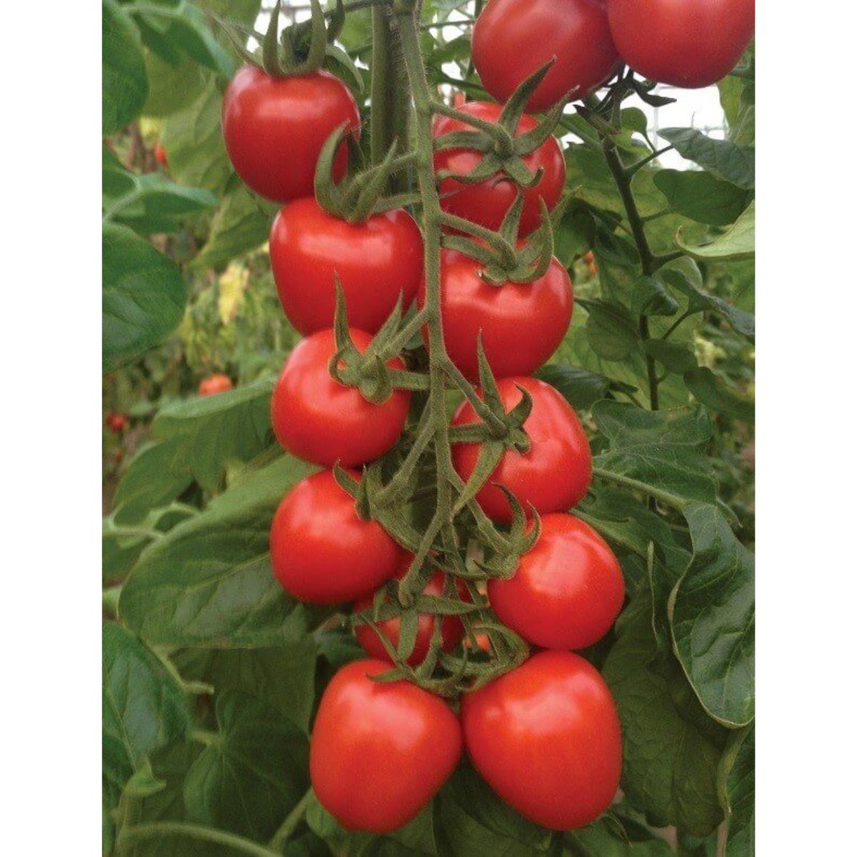 Tomate - Seminte de tomate RED HEART F1, 100 seminte, YUKSEL, hectarul.ro