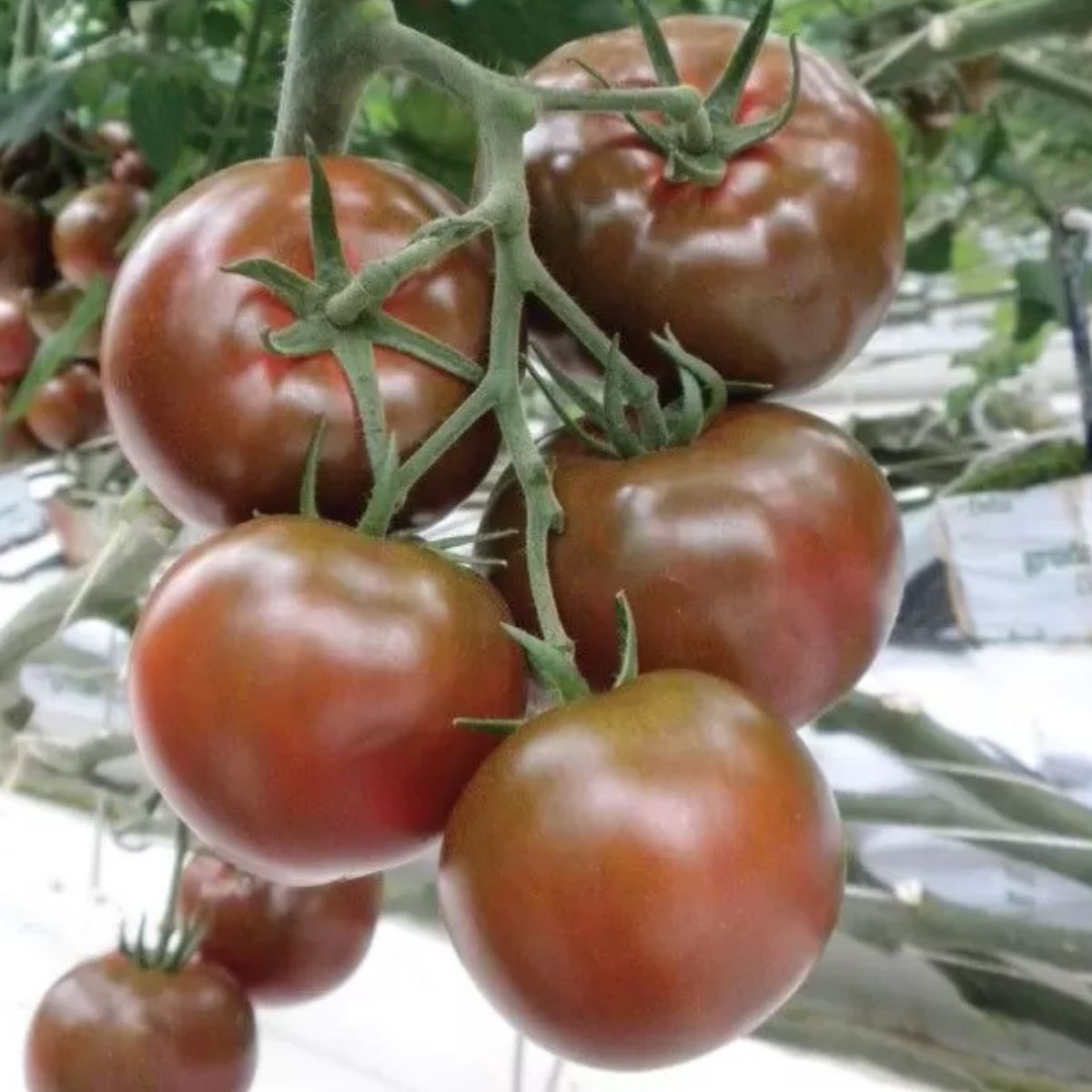 Tomate - Seminte de tomate SACHER F1, 250 seminte, YUKSEL, hectarul.ro