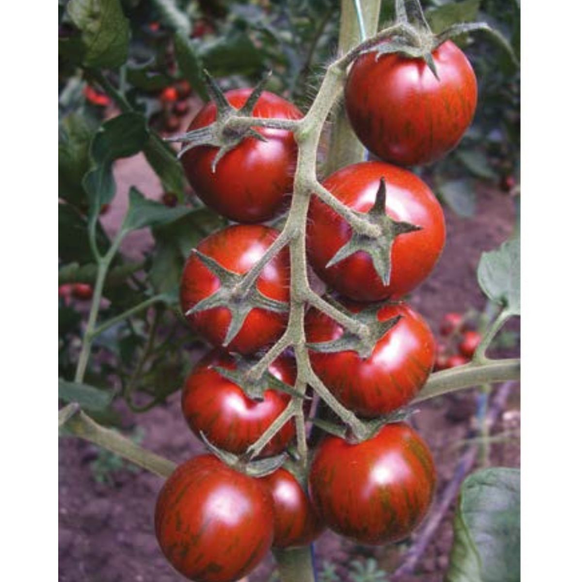 Tomate - Seminte de tomate TIGER F1, 100 seminte, YUKSEL, hectarul.ro