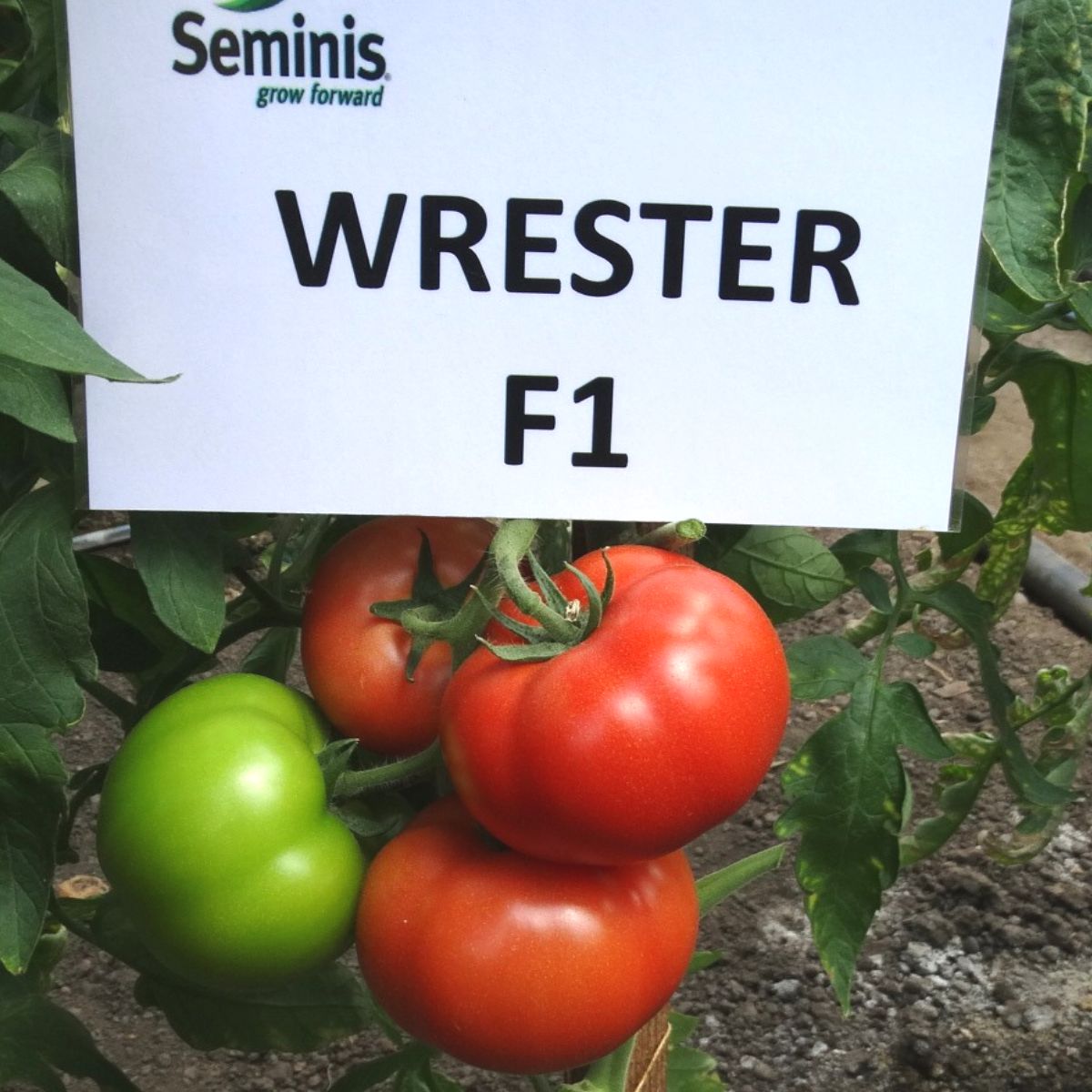 Tomate - Seminte de tomate Wrestler F1, 100 seminte, hectarul.ro