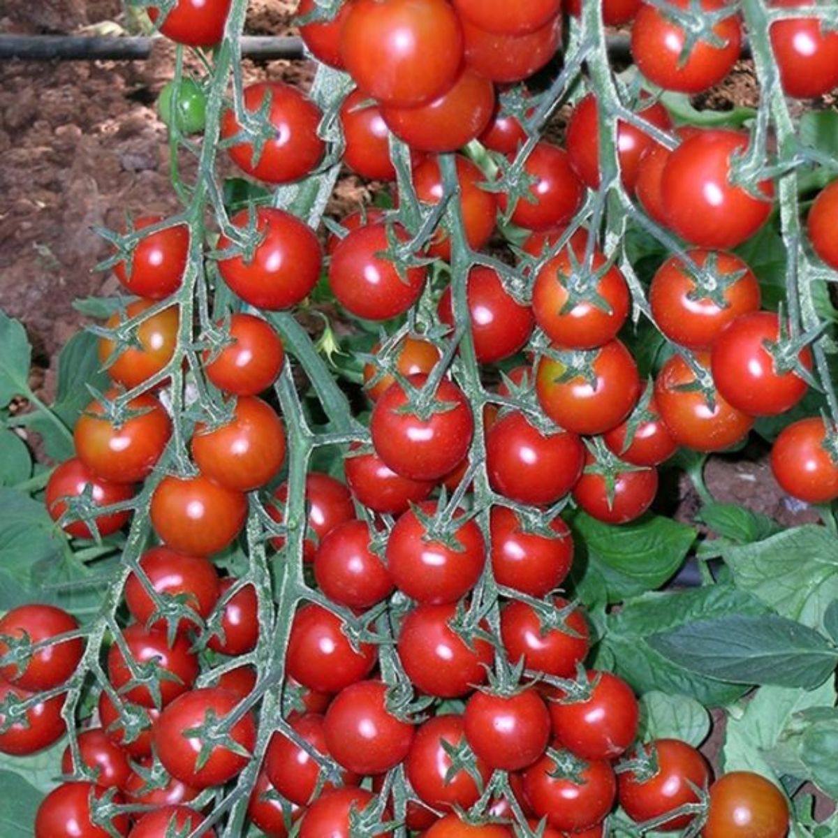 Tomate - Seminte de tomate YENICERI F1, 100 seminte, YUKSEL, hectarul.ro