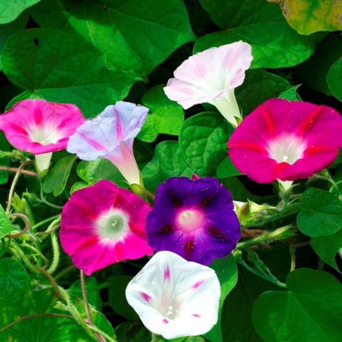 Seminte flori - Seminte de zorele violet, 2 grame, hectarul.ro