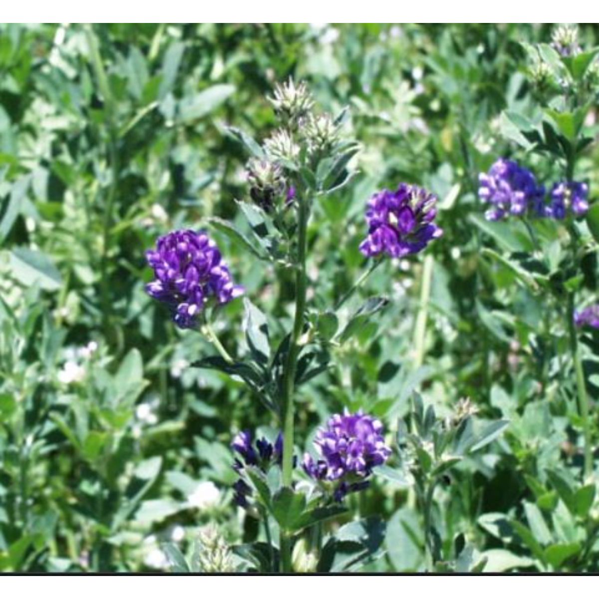 Seminte plante furajere - Seminte Lucernă POMPOSA C1 AGROSEM 25 kg, hectarul.ro