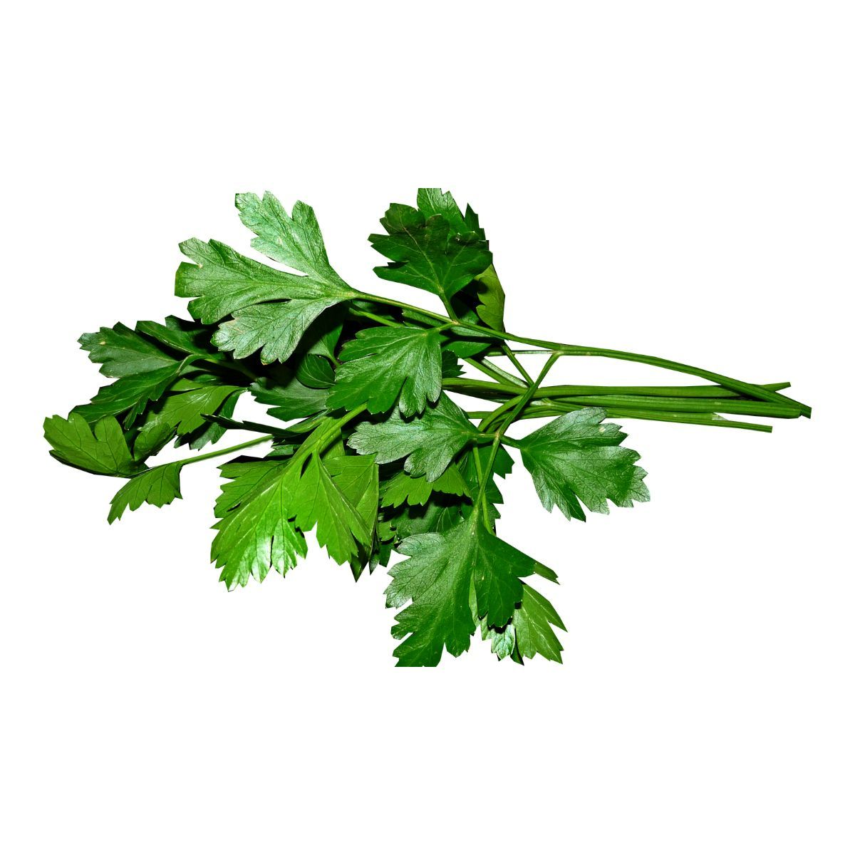 Patrunjel  - Seminte Plante aromatice Patrunjel de frunze COMMUN Pop Vriend 1 kg, hectarul.ro