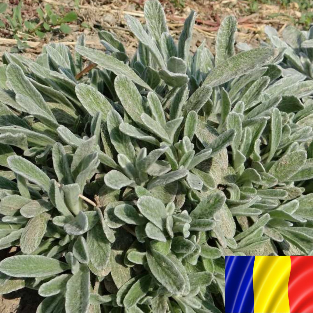 Seminte plante aromatice - Seminte romanesti de MURSALSKI DOMNESC, 2gr, SCDL Buzau, hectarul.ro