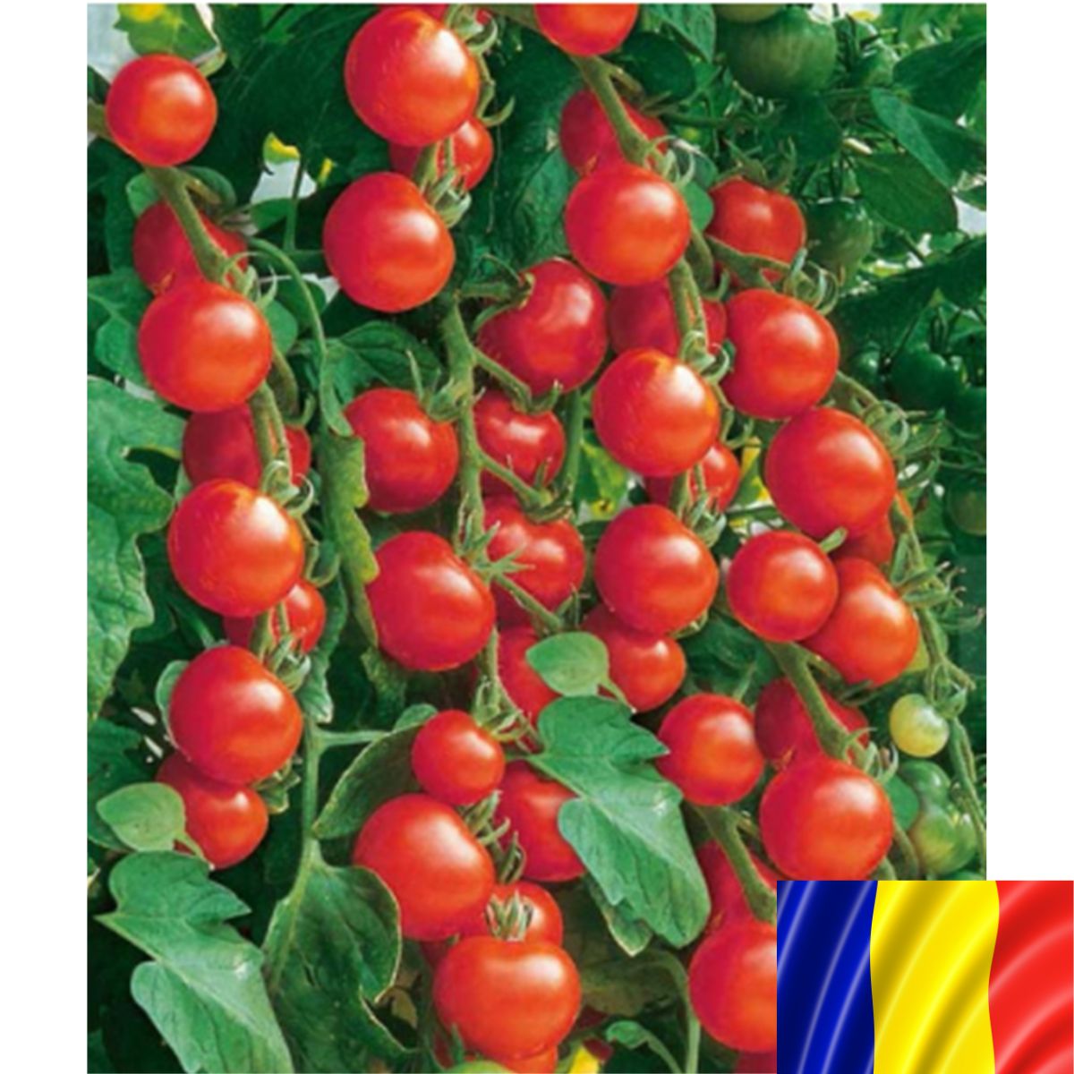 Seminte de legume HOBBY - Seminte romanesti de tomate cherry EMA DE BUZAU, 2gr, SCDL Buzau, hectarul.ro