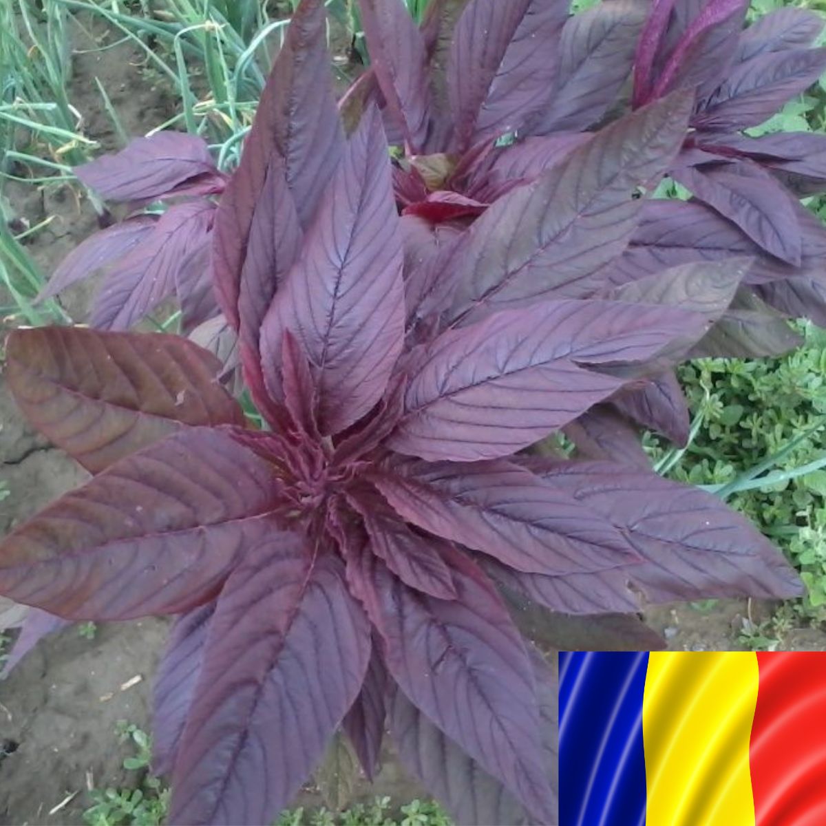 Seminte plante aromatice - Seminte romanesti de stir CEZAR 5gr, SCDL Buzau, hectarul.ro