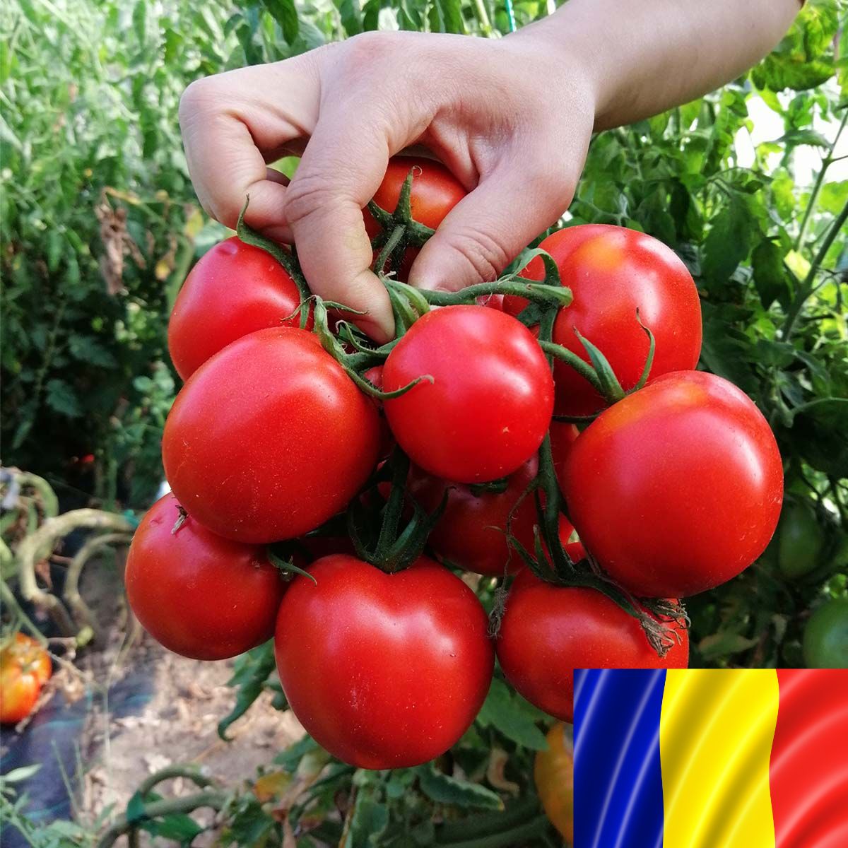 Tomate - Seminte romanesti de tomate KRISTINICA, 5gr, SCDL Buzau, hectarul.ro