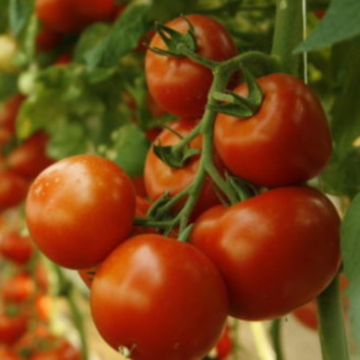 Tomate - Seminte Tomate ABELLUS F1 Rijk Zwaan 100 sem, hectarul.ro