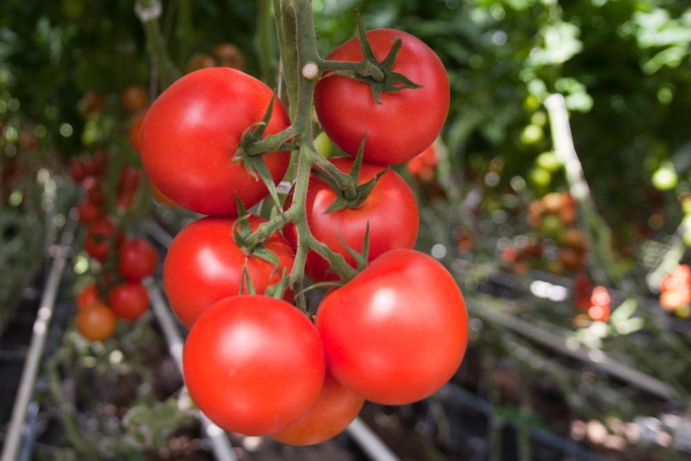 Tomate - Seminte Tomate Moldoveanu F1 - 500 sem, HEKTAR SEEDS, hectarul.ro