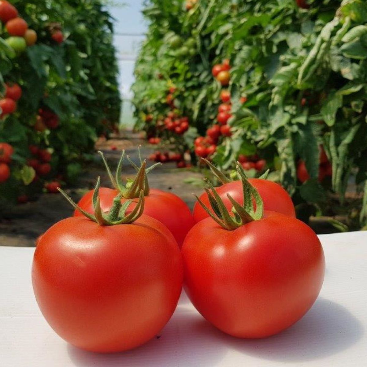 Tomate - Seminte Tomate nedeterminate SANDOLINE F1 Syngenta 500 SEM, hectarul.ro