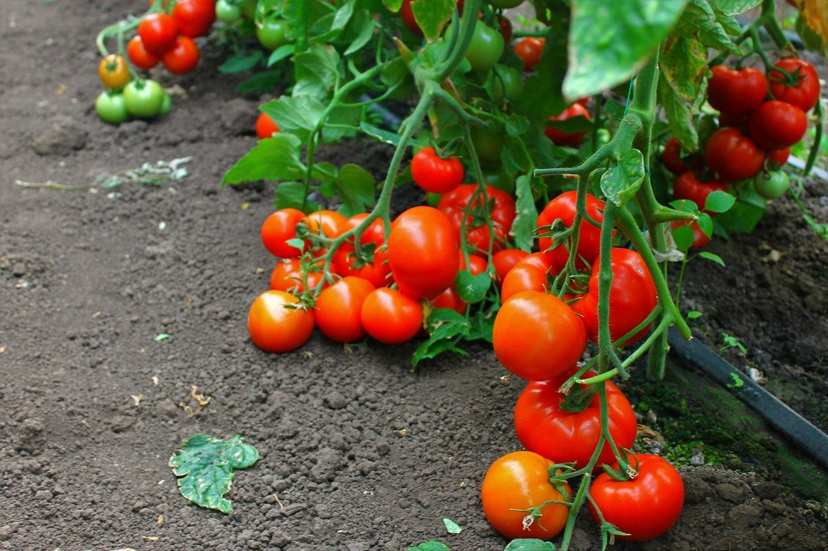 Tomate - Seminte Tomate Oltena F1 - 50 sem, HEKTAR SEEDS, hectarul.ro