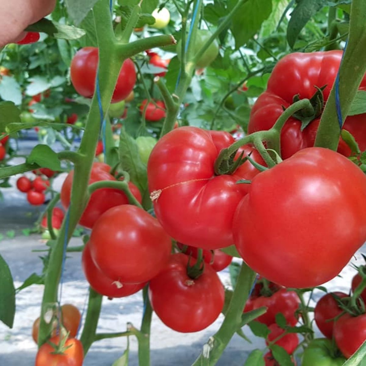 Tomate - Seminte Tomate semideterminate GRAVITET F1 Syngenta 500 sem, hectarul.ro