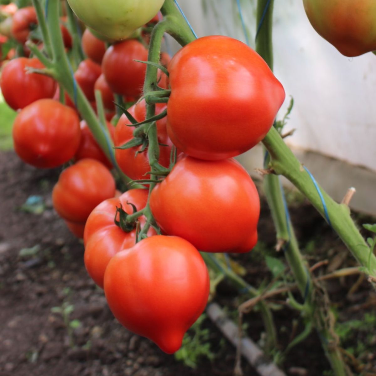 Tomate - Seminte Tomate semideterminate PEKONET F1 Syngenta 500 SEM, hectarul.ro