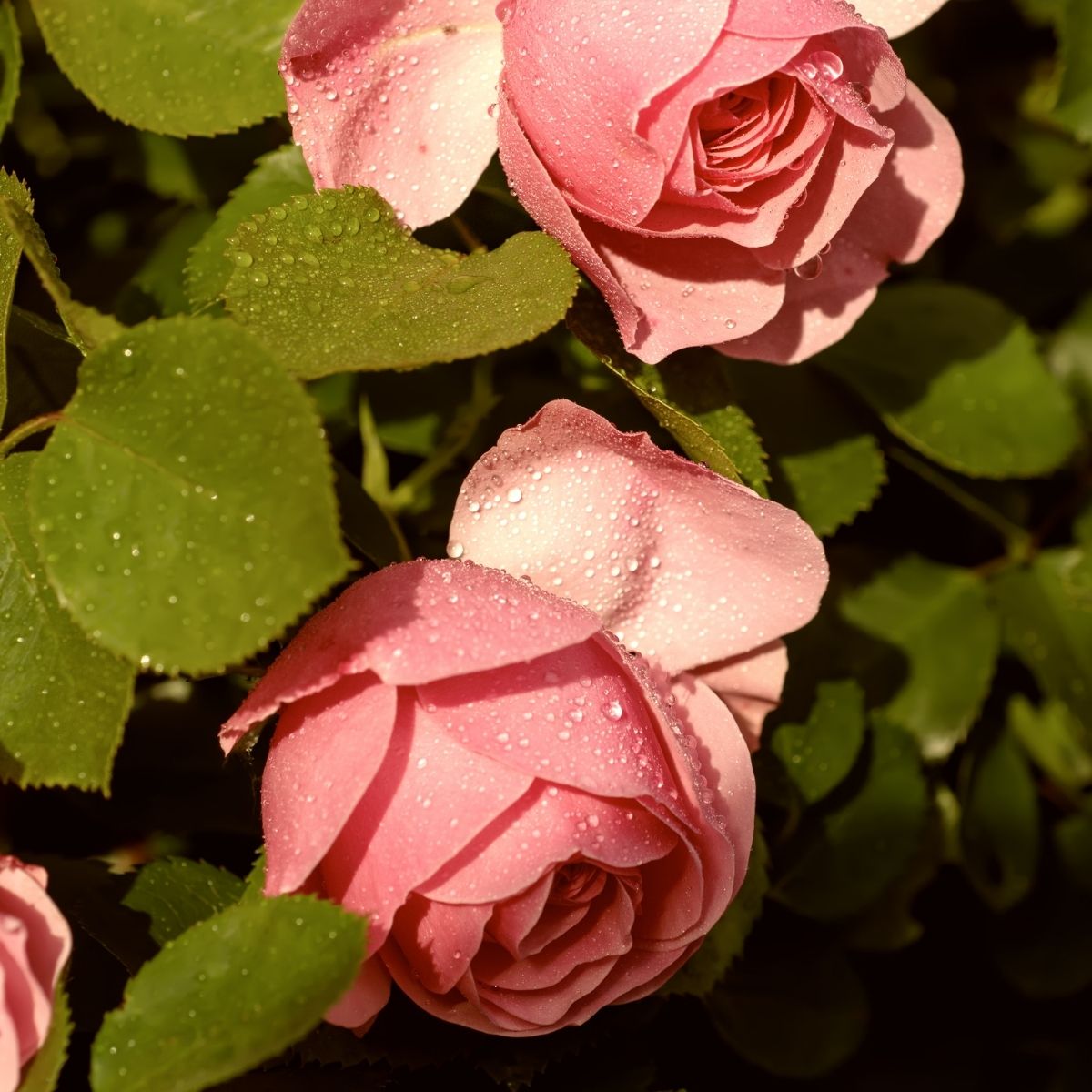 Trandafiri Altoiţi Roz Yurta Hectarulro 8871