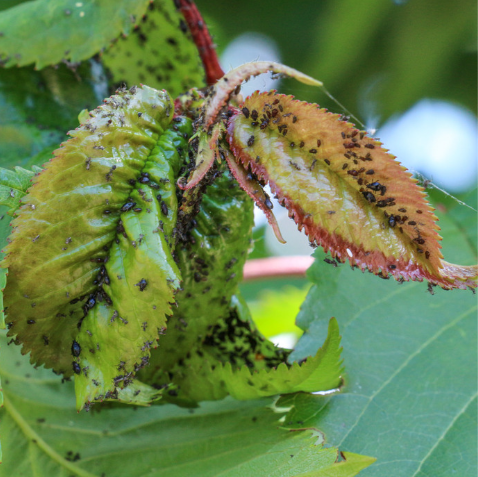 daunatori pomi fructiferi