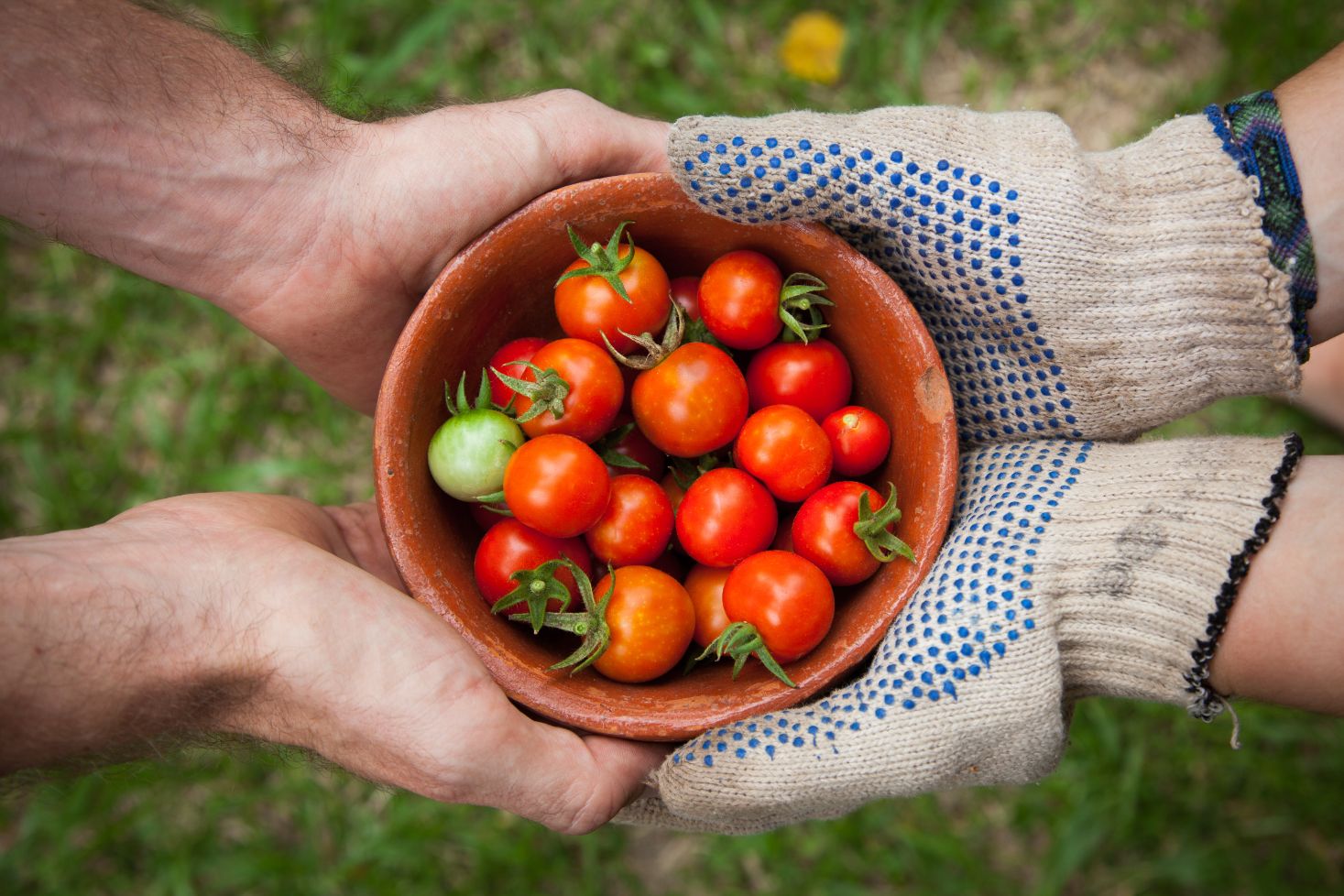 3. Răsadurile de roșii și cultivarea tomatelor - cum se plantează si cum se cultivă tomatele în funcție de locație