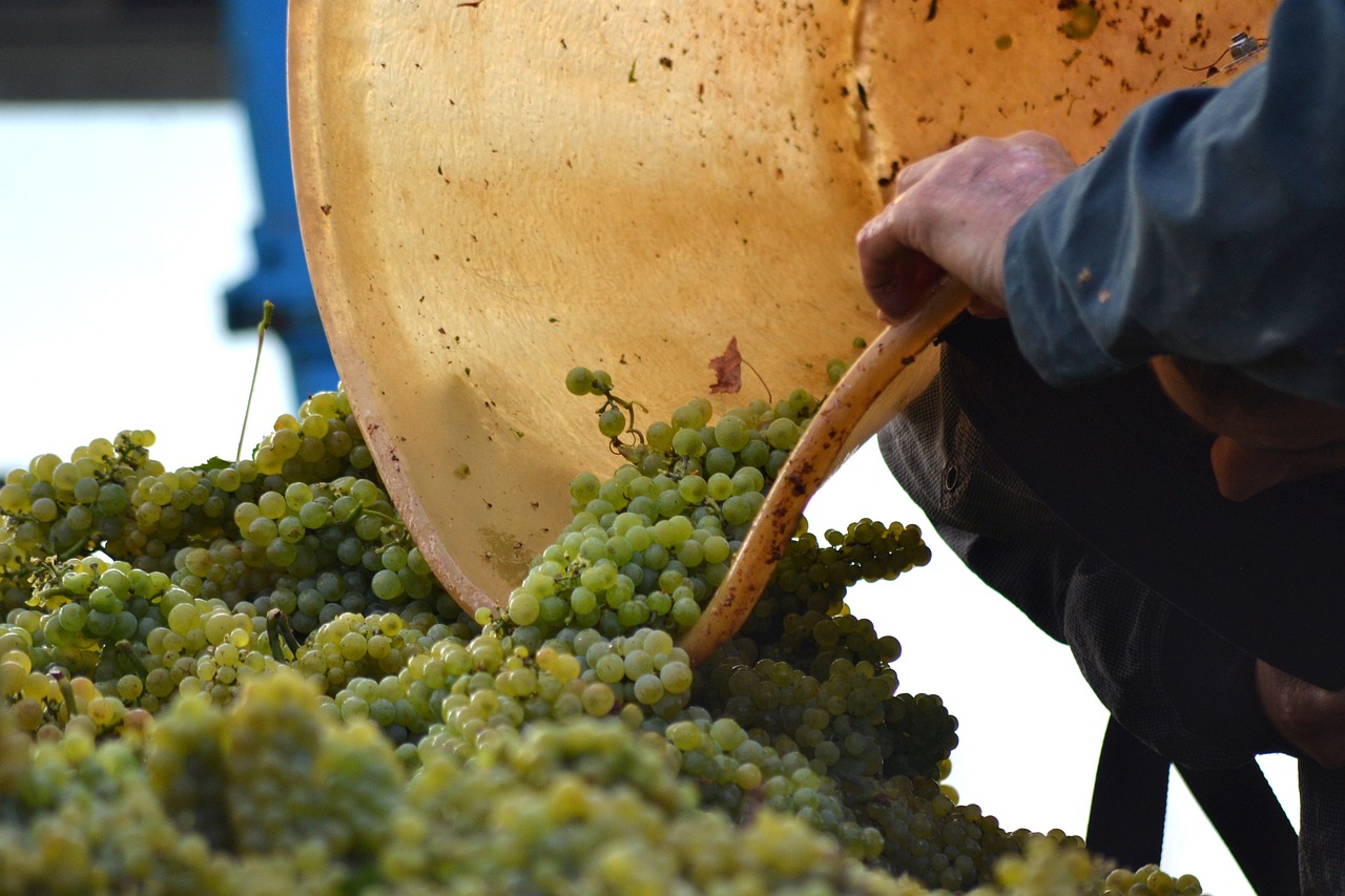 fermentatia vinului
