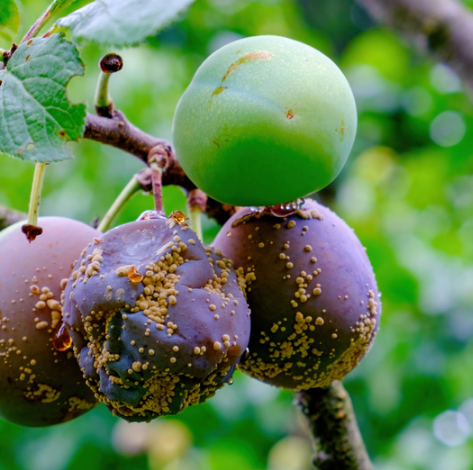 boli prune