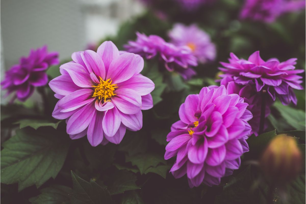 Dalia