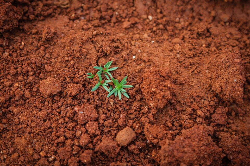 plante mici verzi