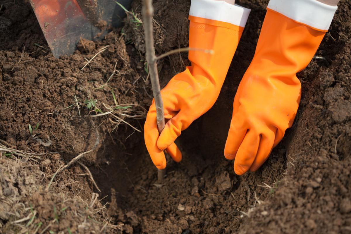 plantarea nucilor