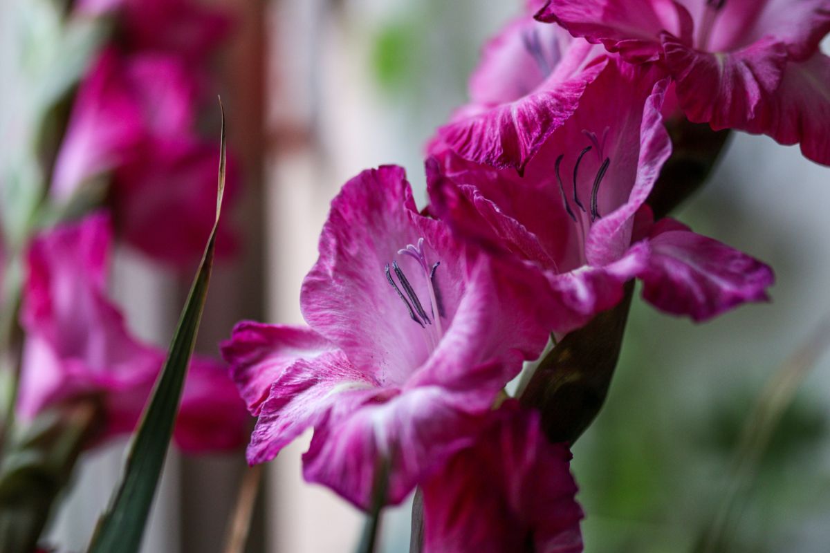gladiola
