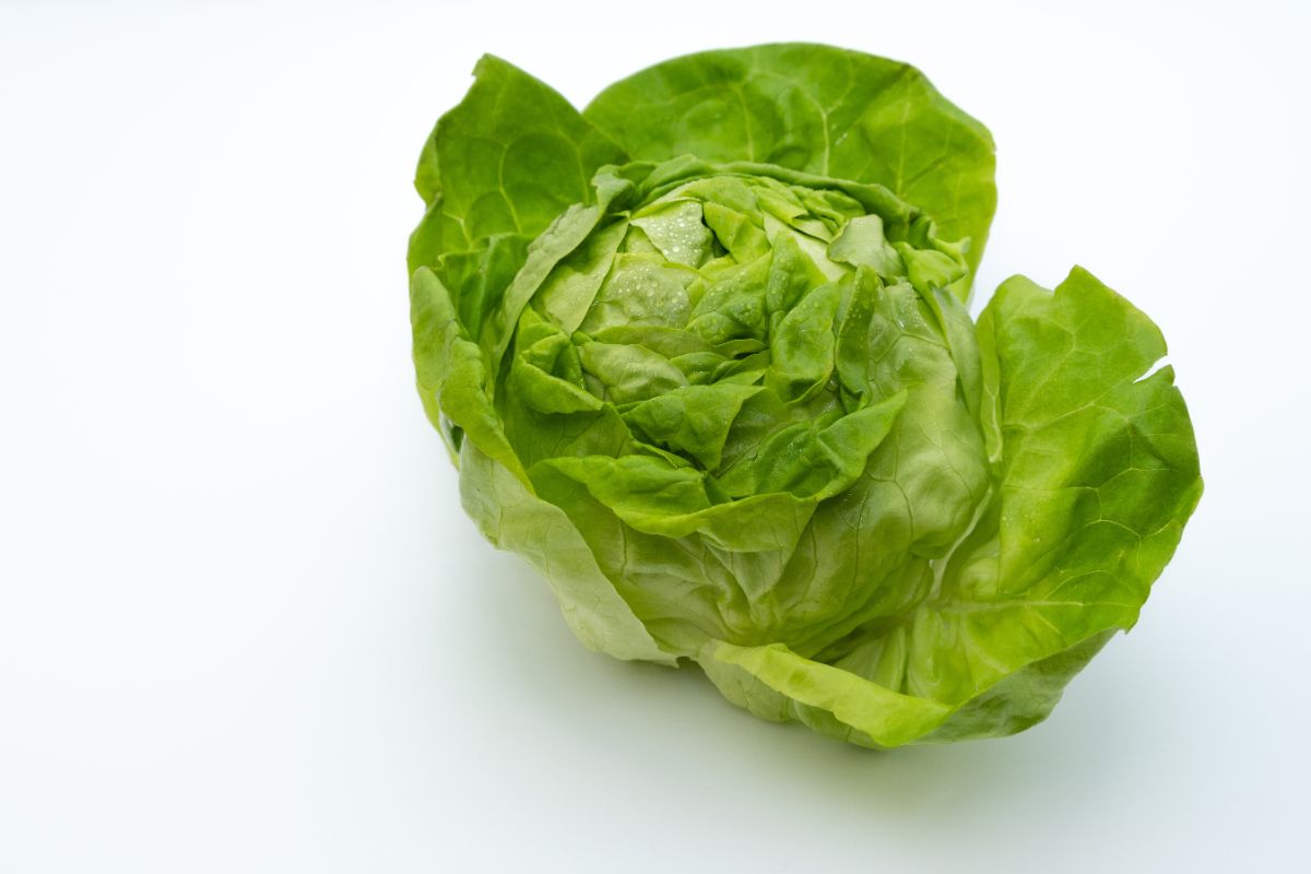 Cultivare salata